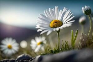 Green field with blooming daisies. Illustration photo