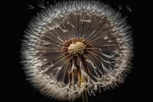 Dandelion Flower. Illustration photo