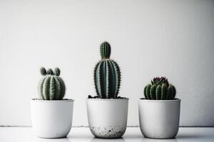 A real green cactus in a white pot. Illustration photo