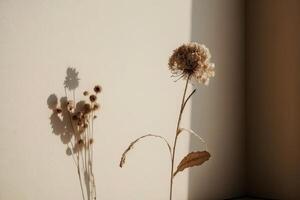 dry flower with a beige empty wall. Illustration photo