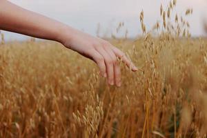 human hand outdoors countryside wheat crop Lifestyle unaltered photo