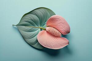 Beautiful pink anthurium flower isolated. Illustration photo