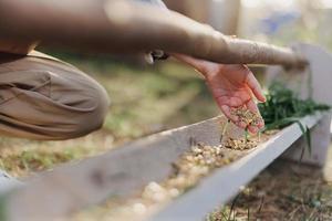 un mujer trabajos en un granja y alimenta su pollos con sano alimento, poniendo joven, orgánico césped y compuesto alimentar dentro su alimentadores por mano a alimentar ellos foto