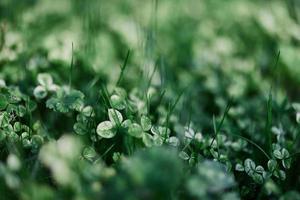 Young green leaves jib close-up, fresh lawn grass in summer on the ground in sunlight for a screen saver, mock up photo