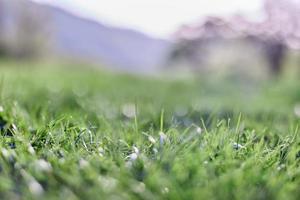 hojas de verde joven césped en el antecedentes de el alpino montañas, un primavera paisaje de cerca foto