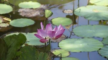 Lotus flower or Nelumbo nucifera blooming in the water and some lotus leaves. photo