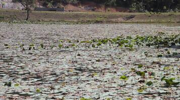 A lake full of wild green Lotus pads plant leaf floating. photo