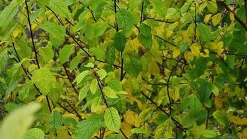 joven germinando dispara de ciruelas influencia en el viento en contra el antecedentes de amarillo, verde y seco hojas en otoño. otoño jardín. video