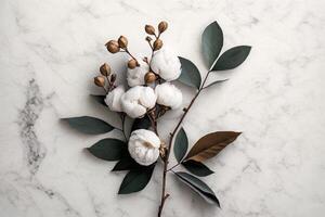 Cotton flower branch on white marble background. Illustration photo