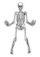 Standing skeleton with raised hands in summoning gesture. Ready for your halloween projects. Vector. vector