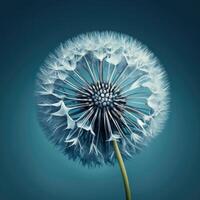 Dandelion Flower on Blue Background. Illustration photo