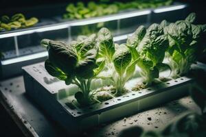 Fresh vegetable hydroponic system. Illustration photo