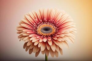 Colorful Orange Natural Gerbera flower. Illustration photo