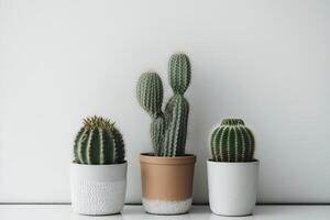 A real green cactus in a white pot. Illustration photo