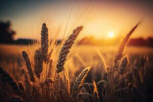 hermosa naturaleza puesta de sol paisaje. dorado trigo orejas. ilustración ai generativo foto