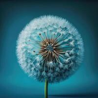 Dandelion Flower on Blue Background. Illustration photo