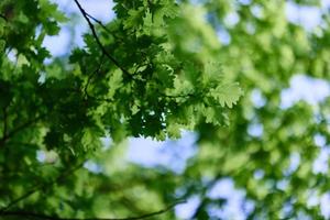 Fresh green leaves of the oak tree against a sunny cloudless sky photo