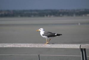 Seagull walks on a railing photo