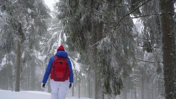 solitario turista niña caminando en un invierno cubierto de nieve conífero bosque en el montañas. escarchado clima. lento movimiento video