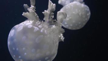 Qualle im ein Aquarium auf ein dunkel Hintergrund video