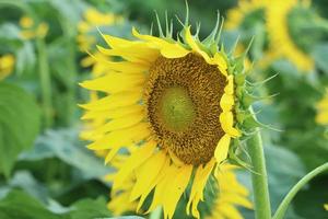 Sunflower cultivation at sunrise in the village field, Bangladesh. photo