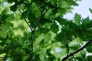 Beautiful fresh spring green leaves of the oak tree on the branches against the blue sky photo