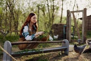 A woman works on a farm and feeds her chickens healthy food, putting young, organic grass in their feeders to feed them photo