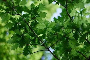 The green leaves of the oak tree on the branches glow against the blue sky, the sunlight. Planet ecology flora photo