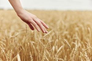 Woman hands countryside industry cultivation sunny day photo