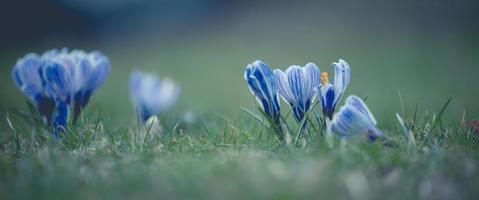 Blooming blue crocuses with green leaves in the garden, spring flowers photo