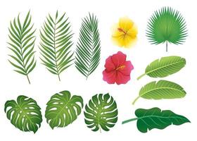 Tropical leaves set vector