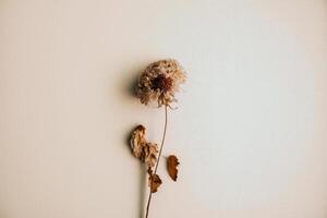 dry flower with a beige empty wall. Illustration photo