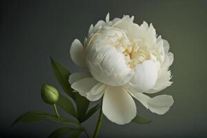 Minimalistic background with white peony flower whit. Illustration photo