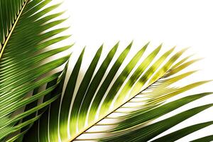 Tropical Palm leaves Background. Illustration photo