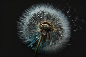 Dandelion Flower. Illustration photo