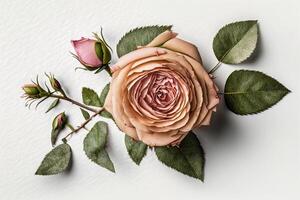 Top view of floral composition of beautiful pink rose. Illustration photo