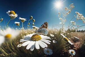 Chamomile in a summer spring field against a blue. Illustration photo