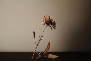 dry flower with a beige empty wall. Illustration photo