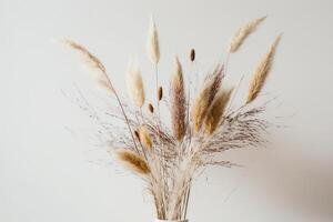 Natural dried hare's tail grass bouquet on white backgroud. Illustration photo