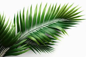 Tropical Palm leaves Background. Illustration photo