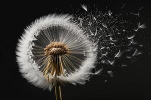 Dandelion Flower. Illustration photo