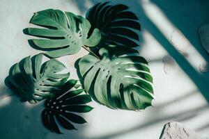 Soft shadows of tropical palm leaves. Illustration photo