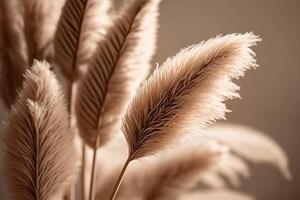 pampas grass neutral beige color background. Illustration photo