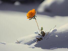 mountain red flower among the snow. photo