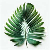 Green Natural Tropical Monstera Feaf Background. photo