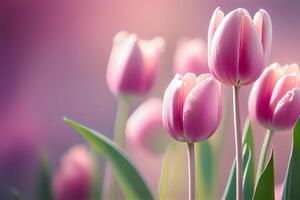 Colorful Spring Tulips Natural Background photo