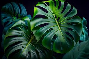 Green Natural Tropical Monstera Feaf Background. photo