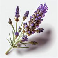 lavanda flor en el blanco antecedentes. generativo ai foto