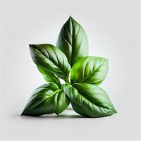 One Basil Leaf on White Background. Illustration photo