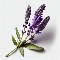 Lavender Flower on the White Background. Generative AI photo